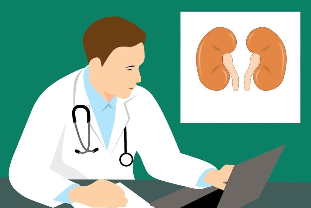 kidney, anatomy, biology, العلاج في الهند بنغالور أفضل مستشفيات في الهند العلاج الطبي في الهند Affordable medical treatment India Best hospitals in Bangalore Medical tourism in India Specialist doctors in Bangalore Heart surgery in India Cancer treatment Bangalore Best healthcare in India Al Hadi Medical Tourism Best Doctor in Bangalore